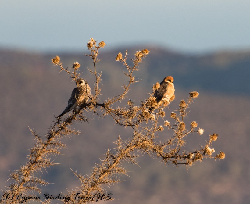 Red-footed Falcon, Pittokopos in early morning sun 1st October 2016 (c) Cyprus Birding Tours