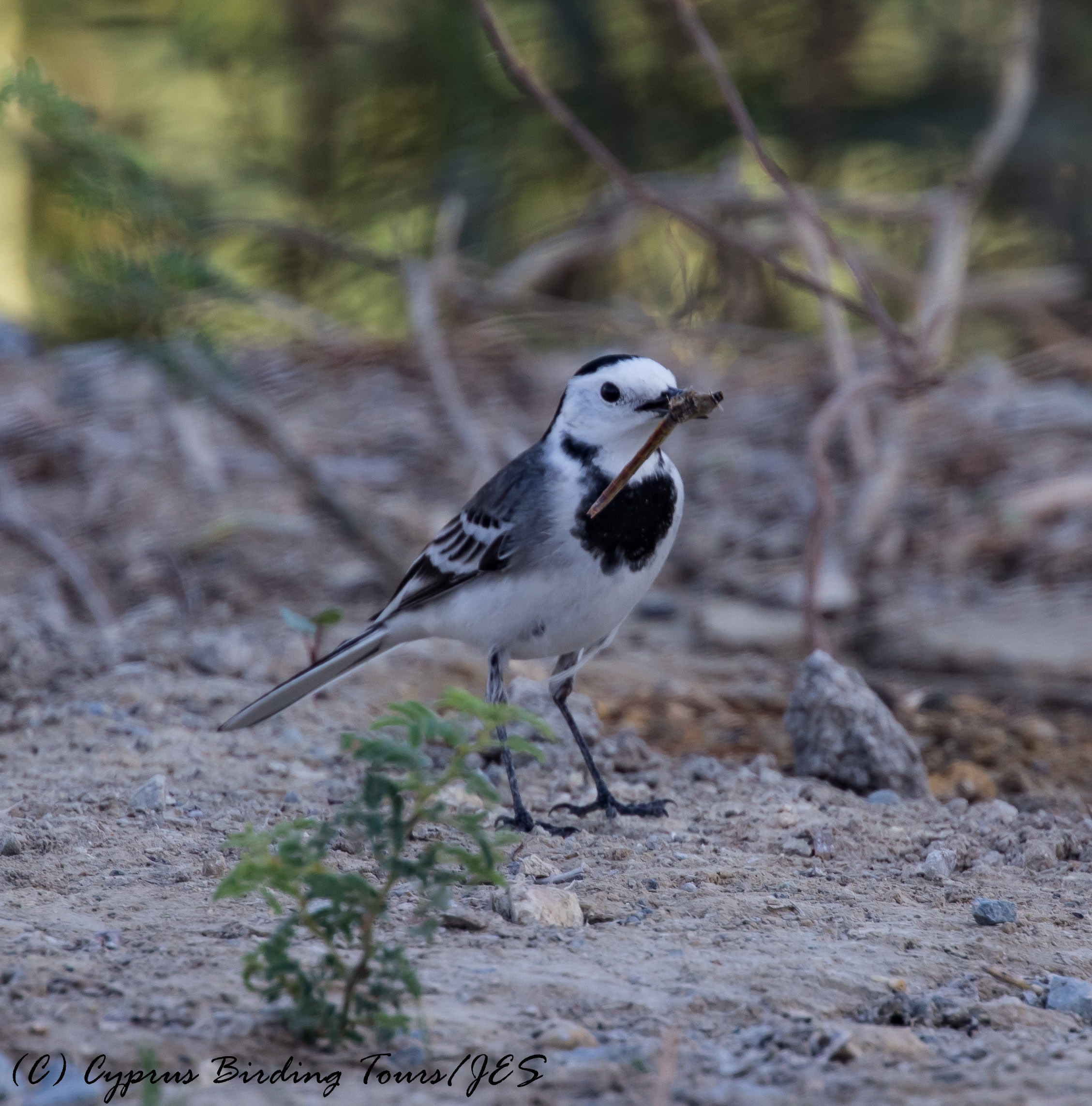 White Wagtail, Larnaca Salt Lake, 26th October 2016 (c) Cyprus Birding Tours