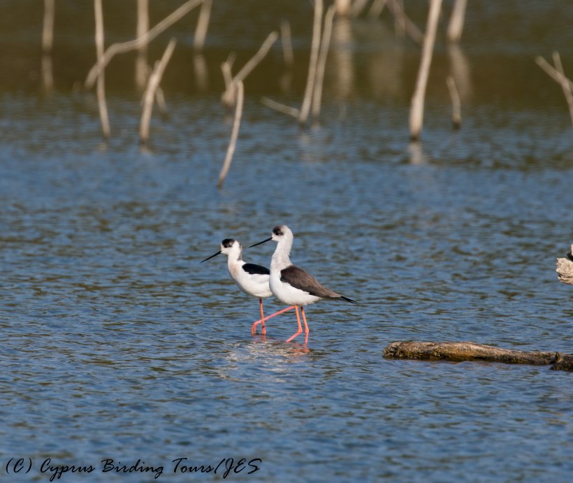 Black-winged Stilt, Athalassa Dam 16th November 2016 (c) Cyprus Birding Tours