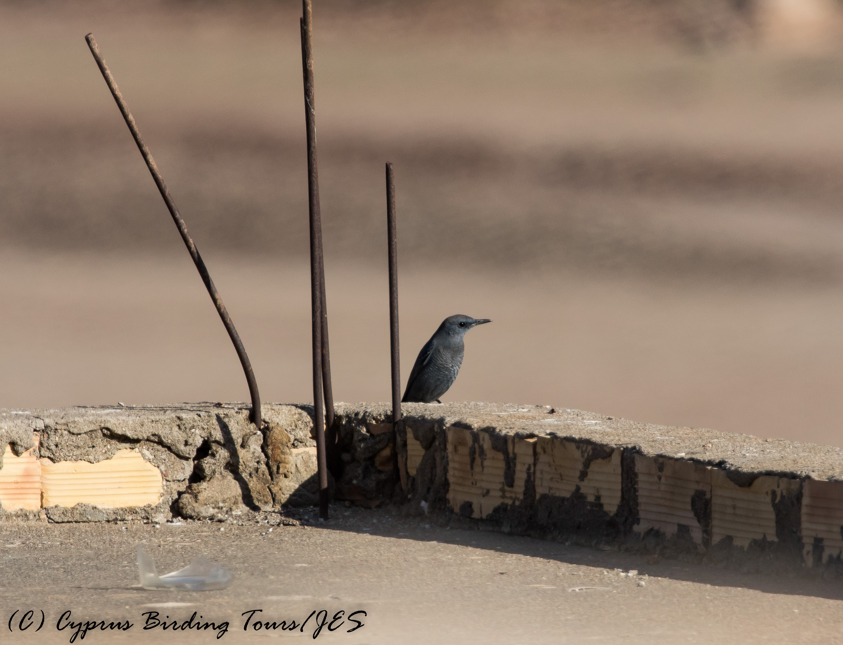 Blue Rock Thrush, Phinikas, 11th November 2016 (c) Cyprus Birding Tours