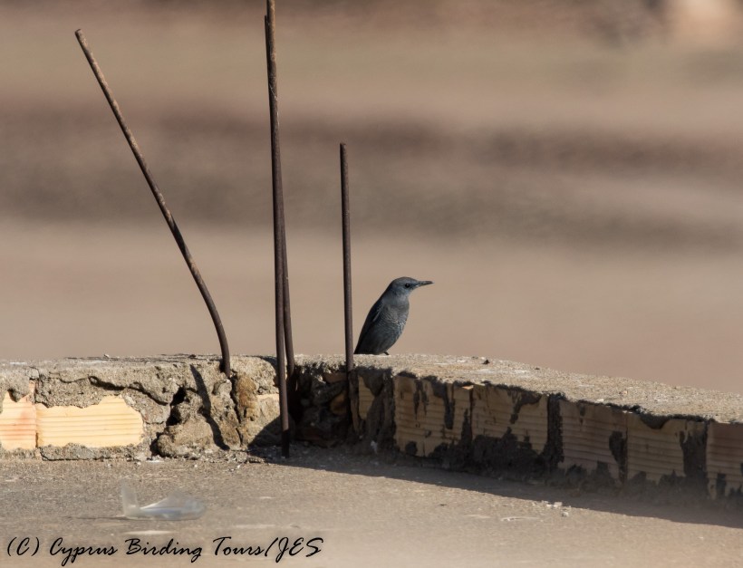 Blue Rock Thrush, Phinikas, 11th November 2016 (c) Cyprus Birding Tours