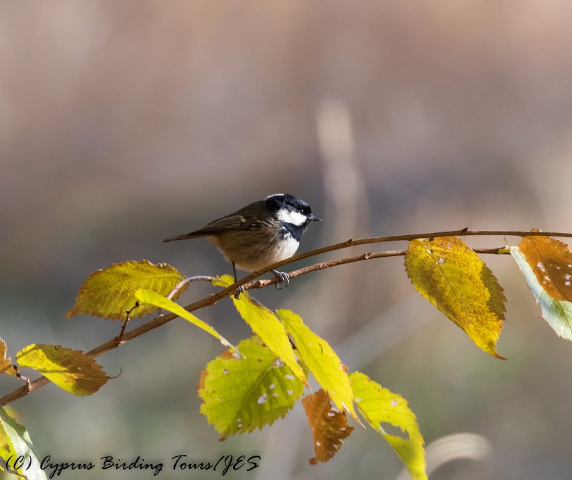 Coal Tit, Troodos 25th November 2016 (c) Cyprus Birding Tours