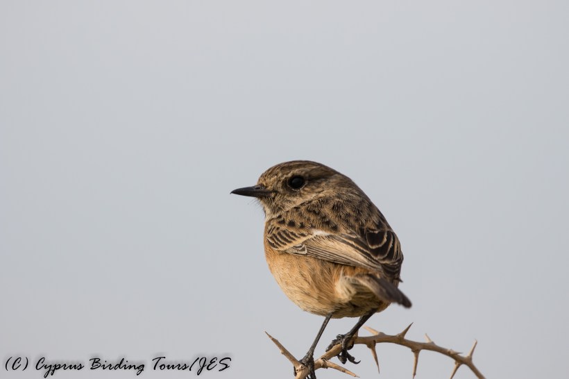 Common Stonechat, Cape Greco 22nd November 2016 (c) Cyprus Birding Tours