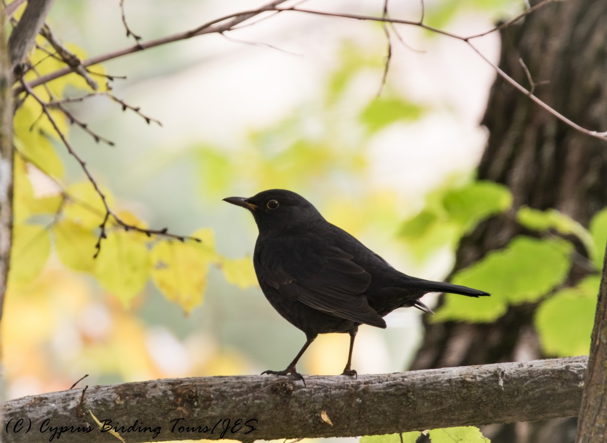 Eurasian Blackbird, Livadi tou Pashia 12th November 2016 (c) Cyprus Birding Tours
