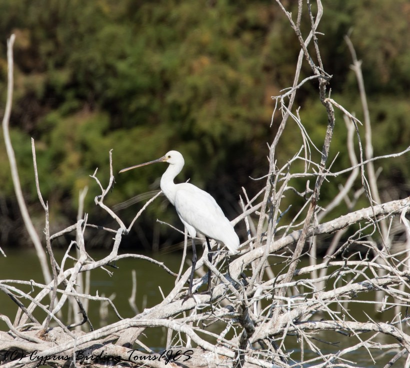 Eurasian Spoonbill, Athalassa Dam 16th November 2016 (c) Cyprus Birding Tours