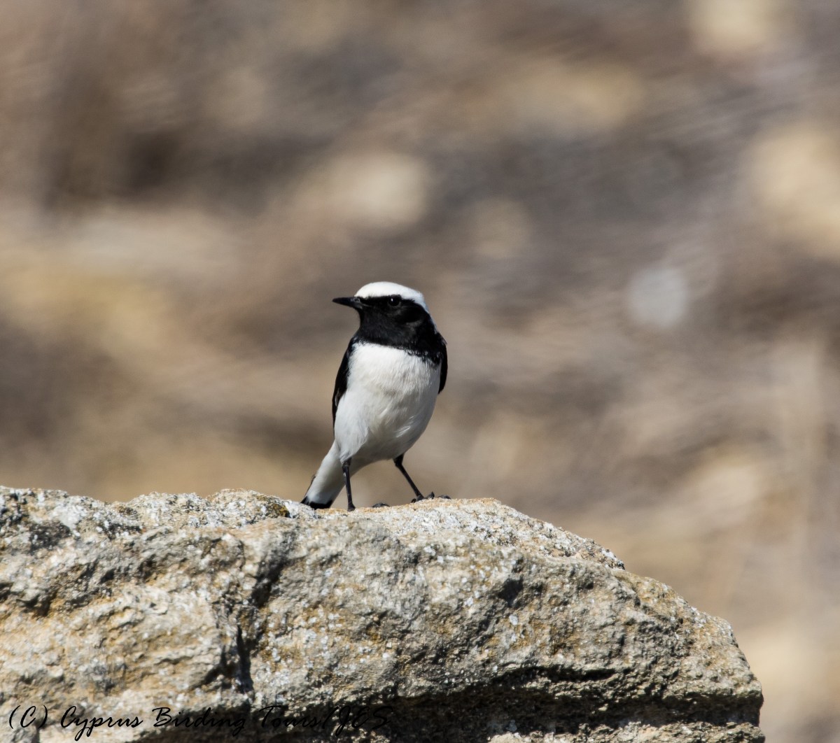 Finsch's Wheatear, Agios Sozomenos 3rd November 2016 (c) Cyprus Birding Tours