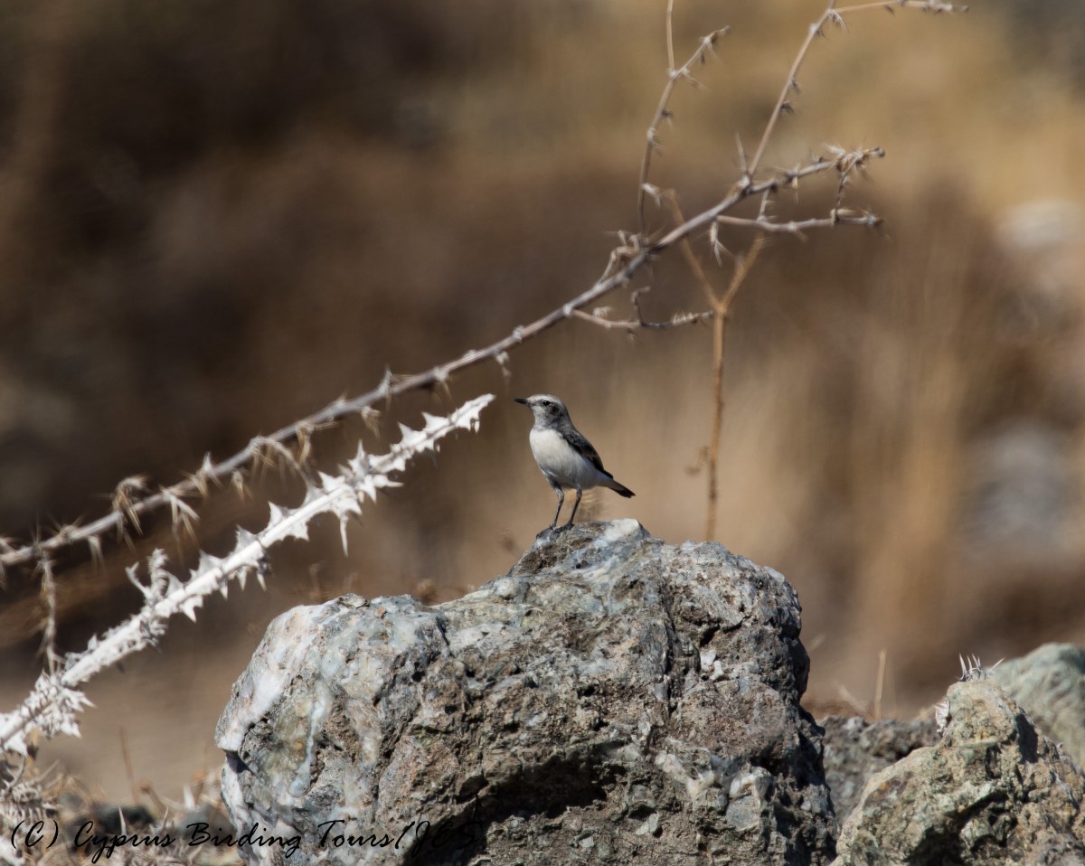 Female Finsch's Wheatear Anarita Park 24th November 2016 (c) Cyprus Birding Tours