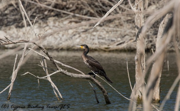 Great Cormorant, Athalassa Dam 16th November 2016 (c) Cyprus Birding Tours
