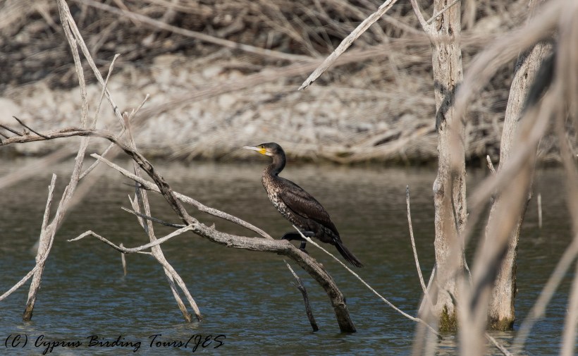 Great Cormorant, Athalassa Dam 16th November 2016 (c) Cyprus Birding Tours
