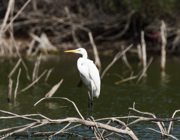 Great Egret Athalassa Dam 16th November 2016 (c) Cyprus Birding Tours