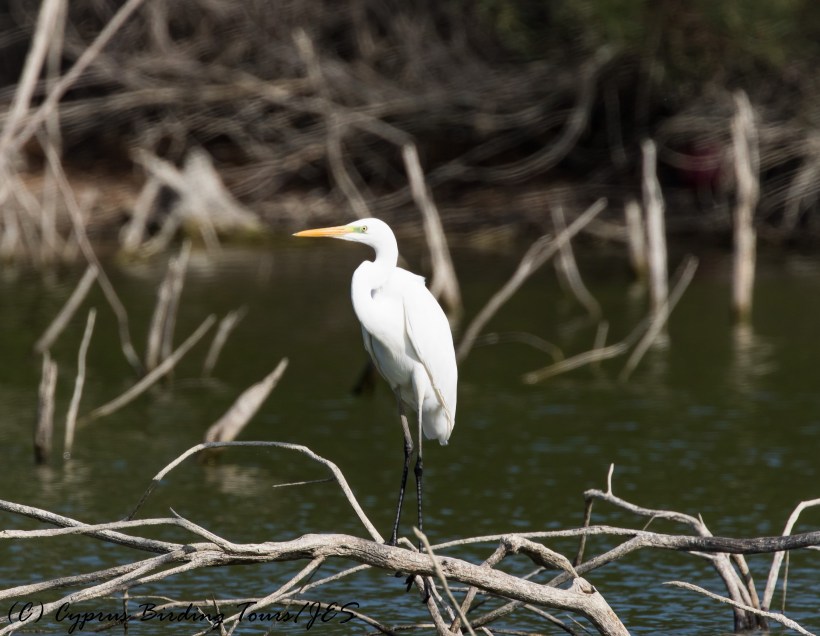 Great Egret Athalassa Dam 16th November 2016 (c) Cyprus Birding Tours