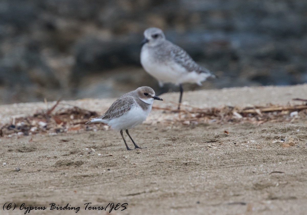 Greater Sand Plover 2, Agia Trias, 29th November 2016 (c) Cyprus Birding Tours