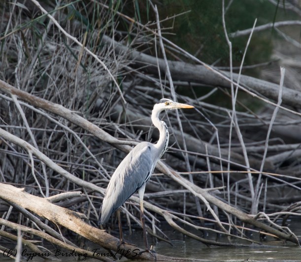Grey Heron, Athalassa Dam 16th November 2016 (c) Cyprus Birding Tours