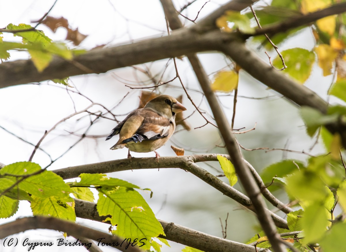 Hawfinch f, Livadi tou Pashia 12th November 2016 (c) Cyprus Birding Tours
