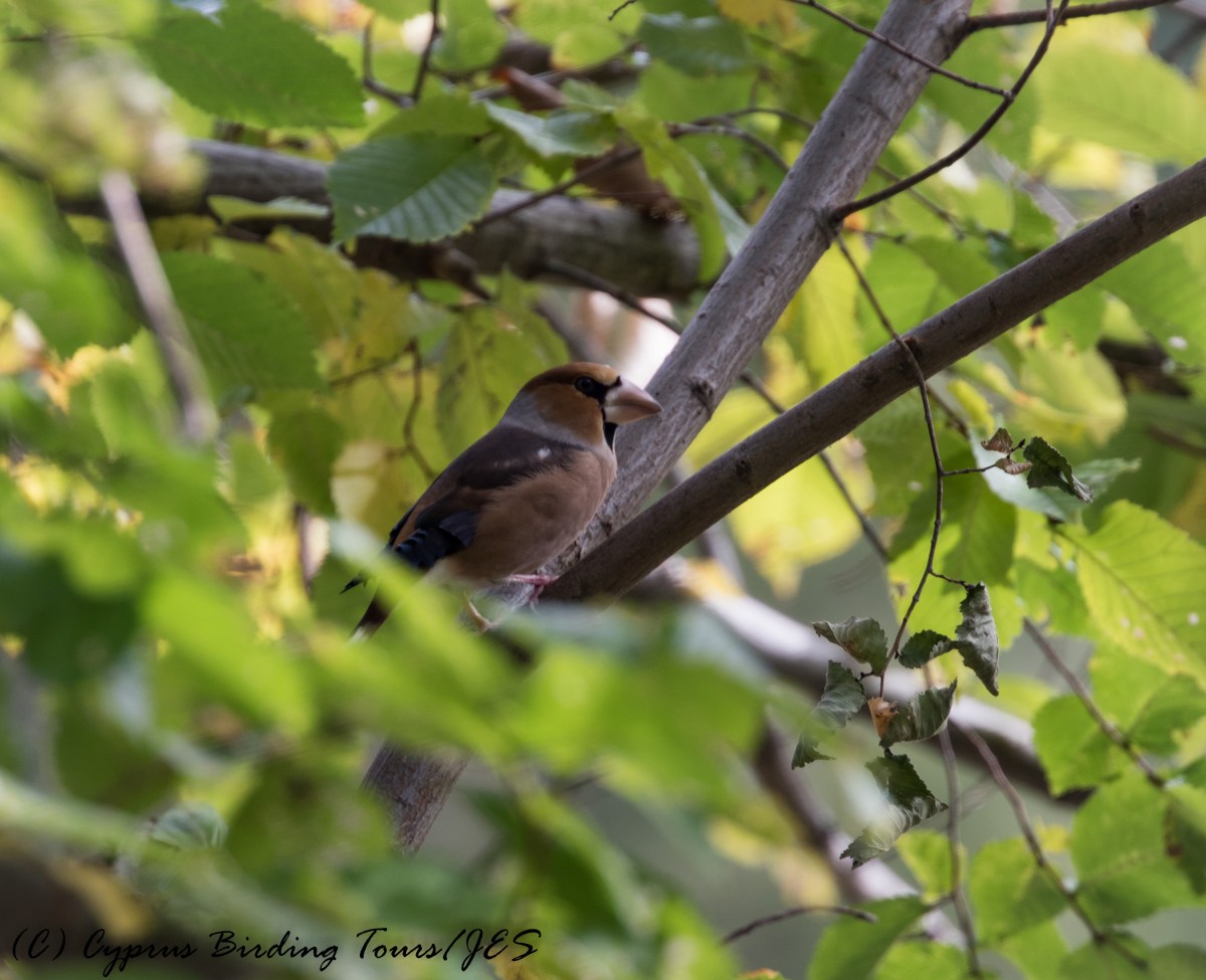 Hawfinch m, Livadi tou Pashia 12th November 2016 (c) Cyprus Birding Tours