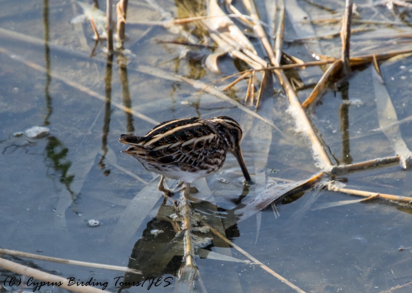 Jack Snipe, Zakaki Marsh, 7th November 2016 (c) Cyprus Birding Tours