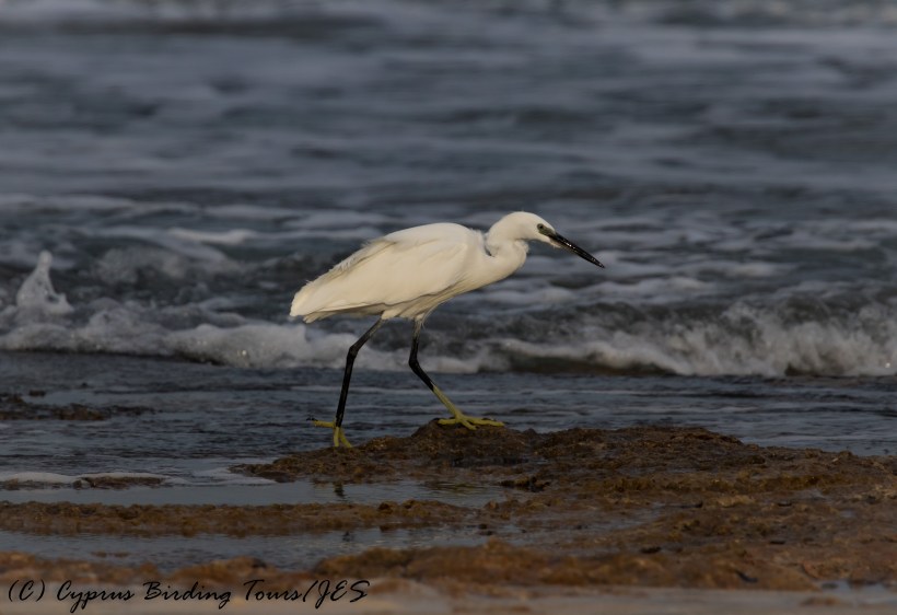 Little Egret, Agia Trias, 22nd November 2016 (c) Cyprus Birding Tours
