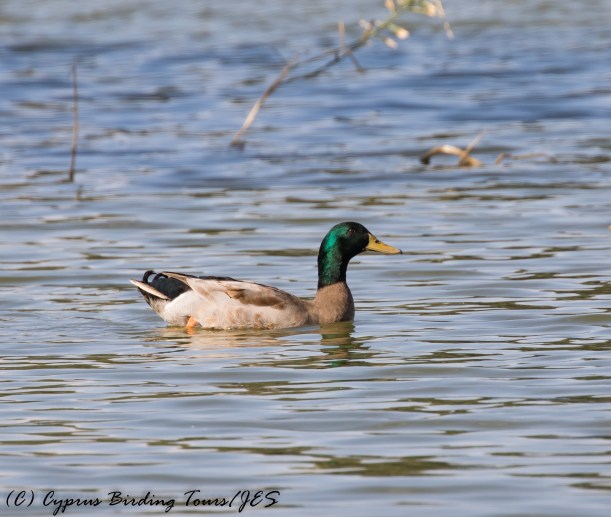 Mallard, Athalassa Dam 16th November 2016 (c) Cyprus Birding Tours