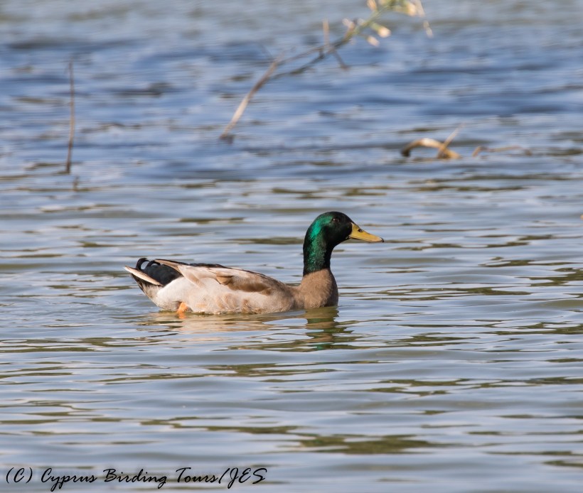 Mallard, Athalassa Dam 16th November 2016 (c) Cyprus Birding Tours