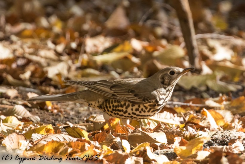 Mistle Thrush, Troodos 25th November 2016 (c) Cyprus Birding Tours