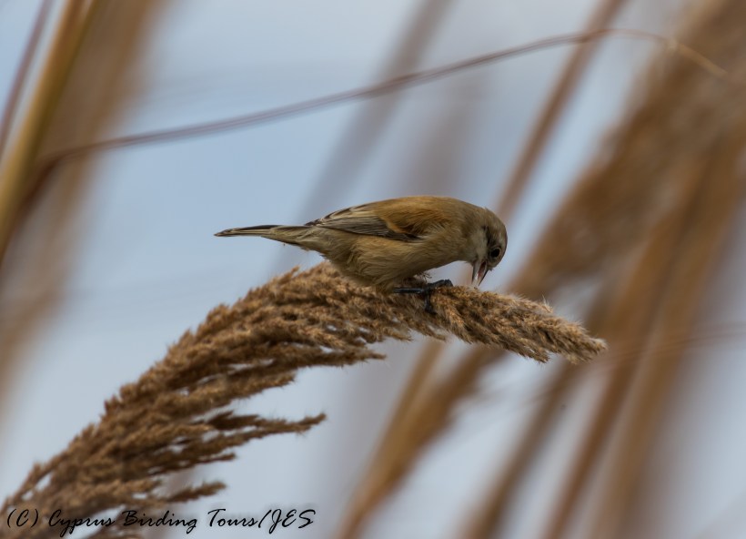 Penduline Tit, Phasouri Reed Beds 7th November 2016 (c) Cyprus Birding Tours