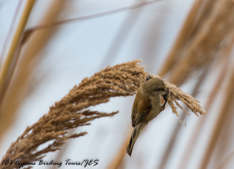 Penduline Tit, Phasouri Reed Beds 7th November 2016 (c) Cyprus Birding Tours