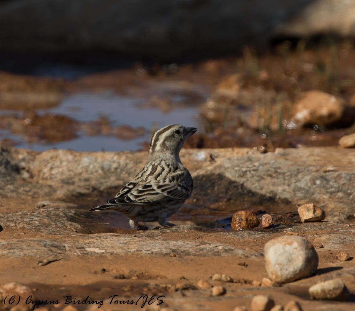 Rock Sparrow, 27th November 2016 (c) Cyprus Birding Tours