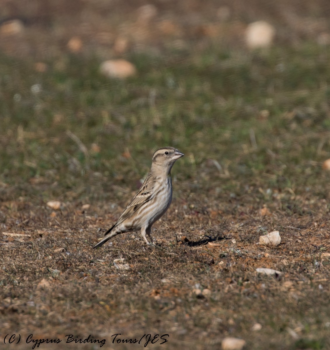 Rock Sparrow, 27th November 2016 (c) Cyprus Birding Tours