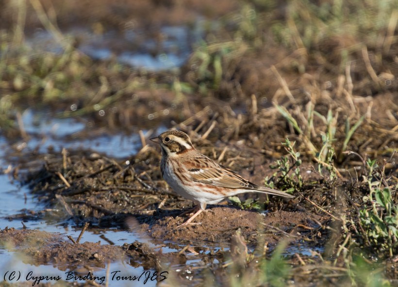 Rustic Bunting, Paphos Sewage Works 24th November 2016 (c) Cyprus Birding Tours