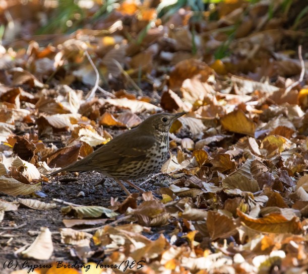 Song Thrush, Troodos 25th November 2016 (c) Cyprus Birding Tours