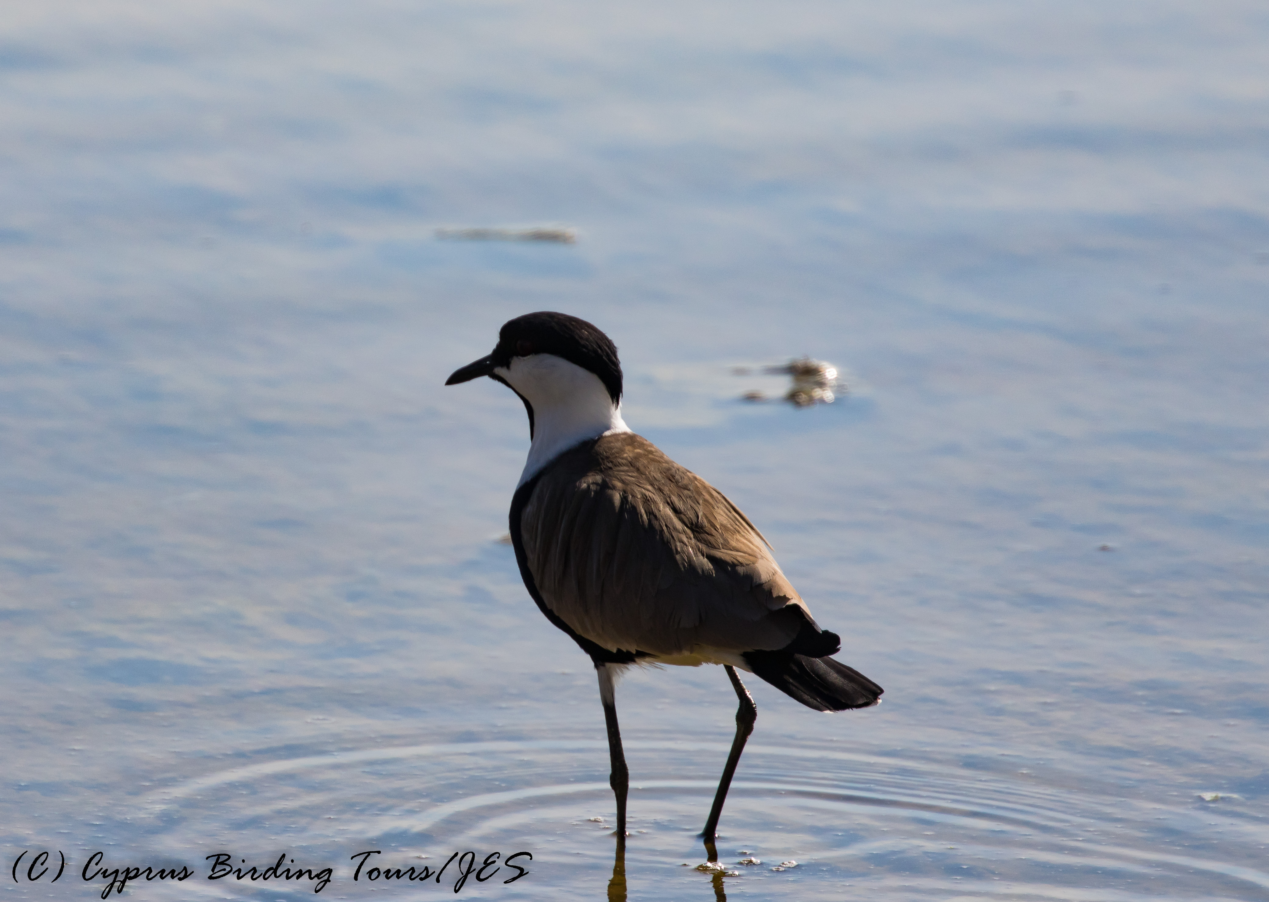 Spur-winged Lapwing, Oroklini Marsh 5th November 2016 (c) Cyprus Birding Tours
