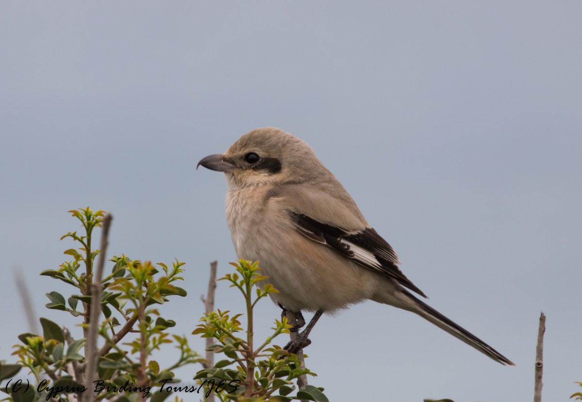 'Steppe' Grey Shrike, Cape Greco 29th November 2016 (c) Cyprus Birding Tours
