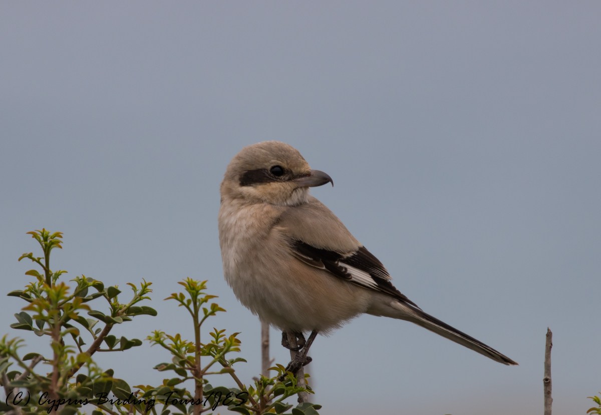 'Steppe' Grey Shrike, Cape Greco 29th November 2016 (c) Cyprus Birding Tours