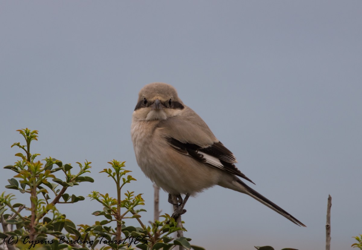 'Steppe' Grey Shrike, Cape Greco 29th November 2016 (c) Cyprus Birding Tours