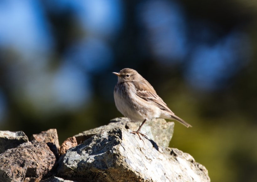 Water Pipit, Troodos 4th November 2016 (c) Cyprus Birding Tours