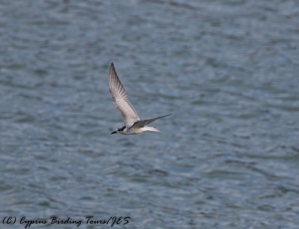 Whiskered Tern, Nicosia 15th November 2016 (c) Cyprus Birding Tours