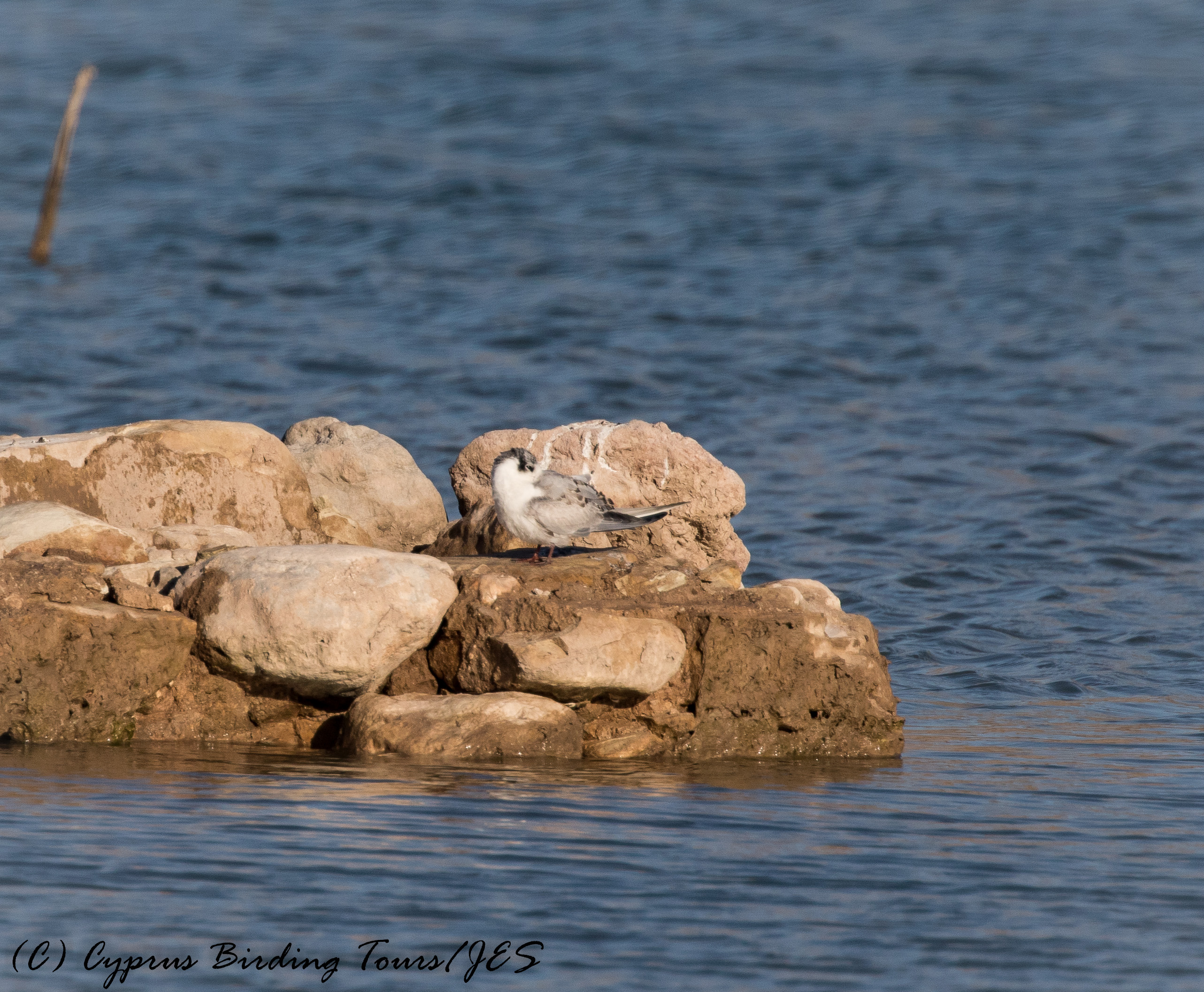 Whiskered Tern, Phinikas, 11th November 2016 (c) Cyprus Birding Tours