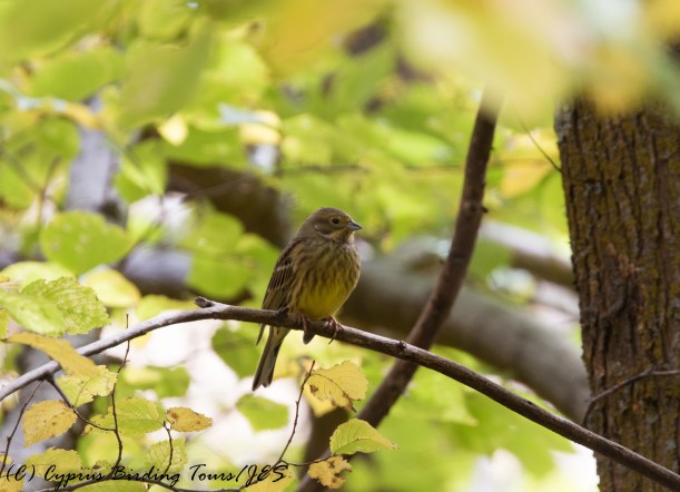 Yellowhammer, Livadi tou Pashia 12th November 2016 (c) Cyprus Birding Tours