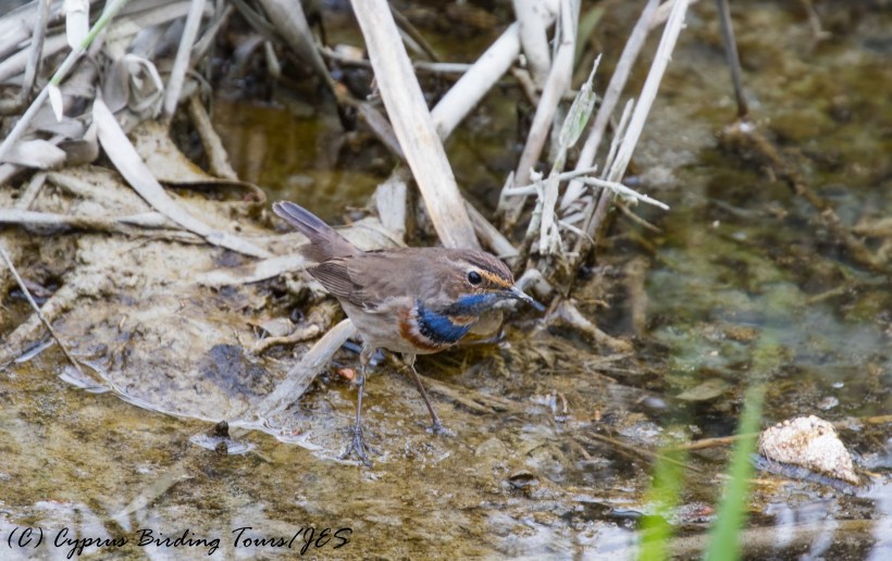 Bluethroat, Larnaca Salt Lake 16th December 2016 (c) Cyprus Birding Tours