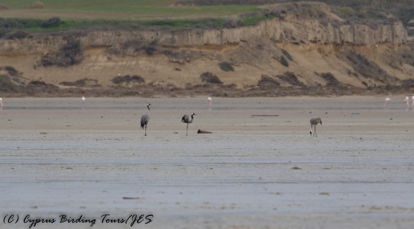 Common Crane, Larnaca Salt Lake 16th December 2016 (c) Cyprus Birding Tours