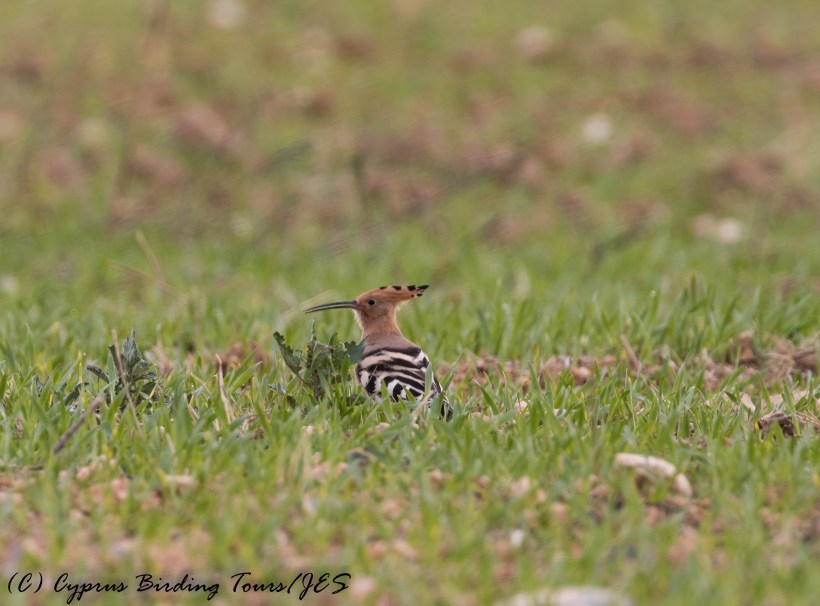 Eurasian Hoopoe, Nicosia, 19th December 2016 (C) Cyprus Birding Tours