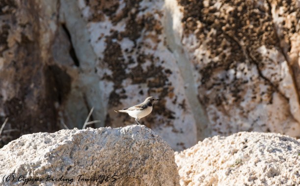 Female Finsch's Wheatear, Cape Greco, 6th December 2016 (c) Cyprus Birding Tours