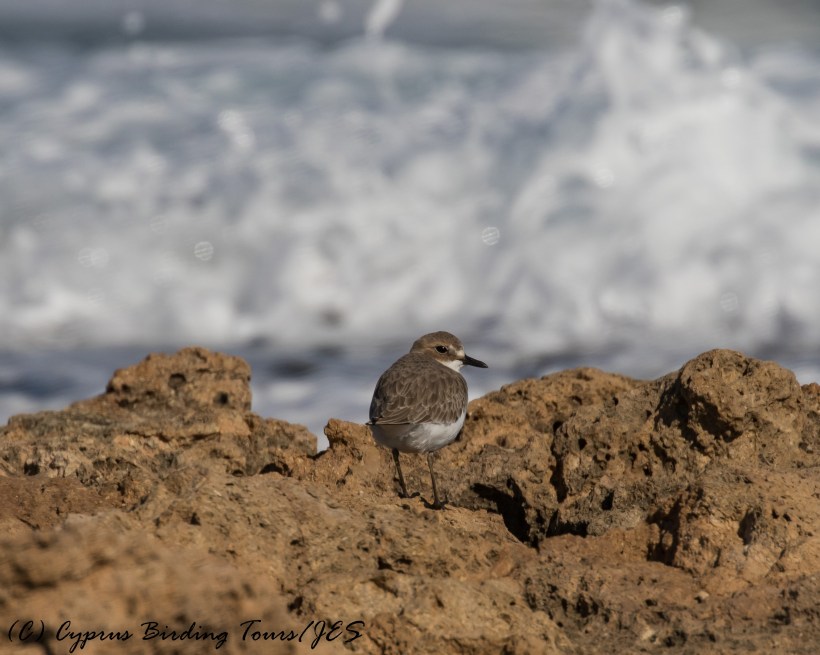 Greater Sand Plover, Agia Trias 6th December 2016 (c) Cyprus Birding Tours