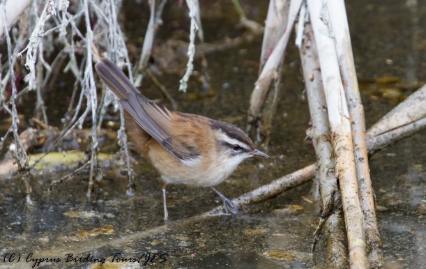 Moustached Warbler, Larnaca Salt Lake 16th December 2016 (c) Cyprus Birding Tours