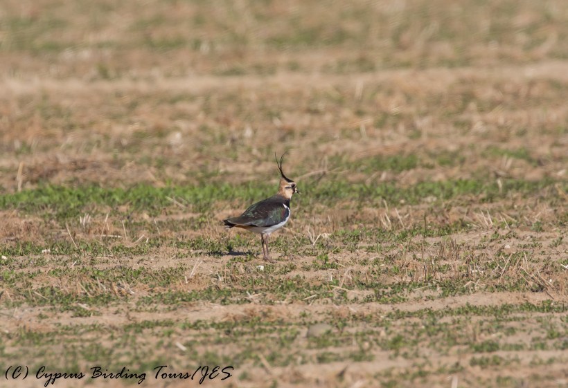 Northern Lapwing, Agios Sozomenos, 10th December 2016 (c) Cyprus Birding Tours