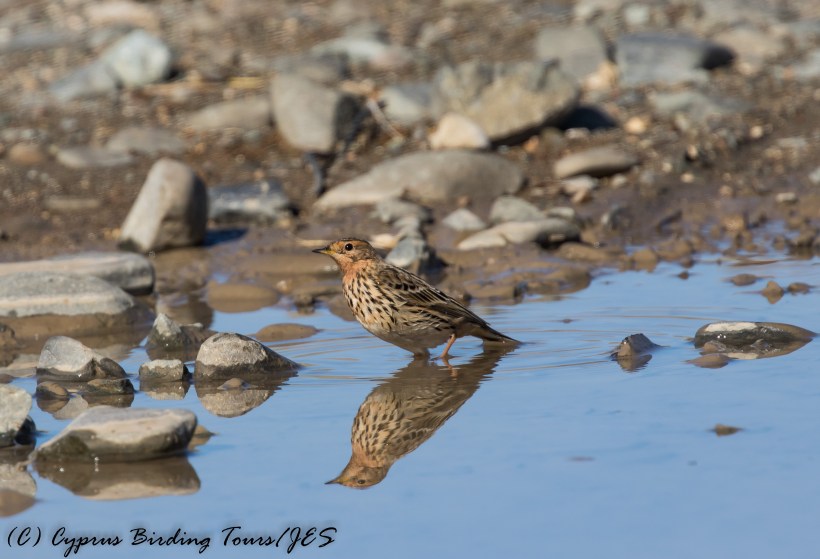 Red-throated Pipit, Agios Sozomenos, 3rd December 2016 (c) Cyprus Birding Tours