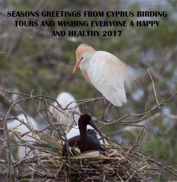Seasons Greetings (c) Cyprus Birding Tours