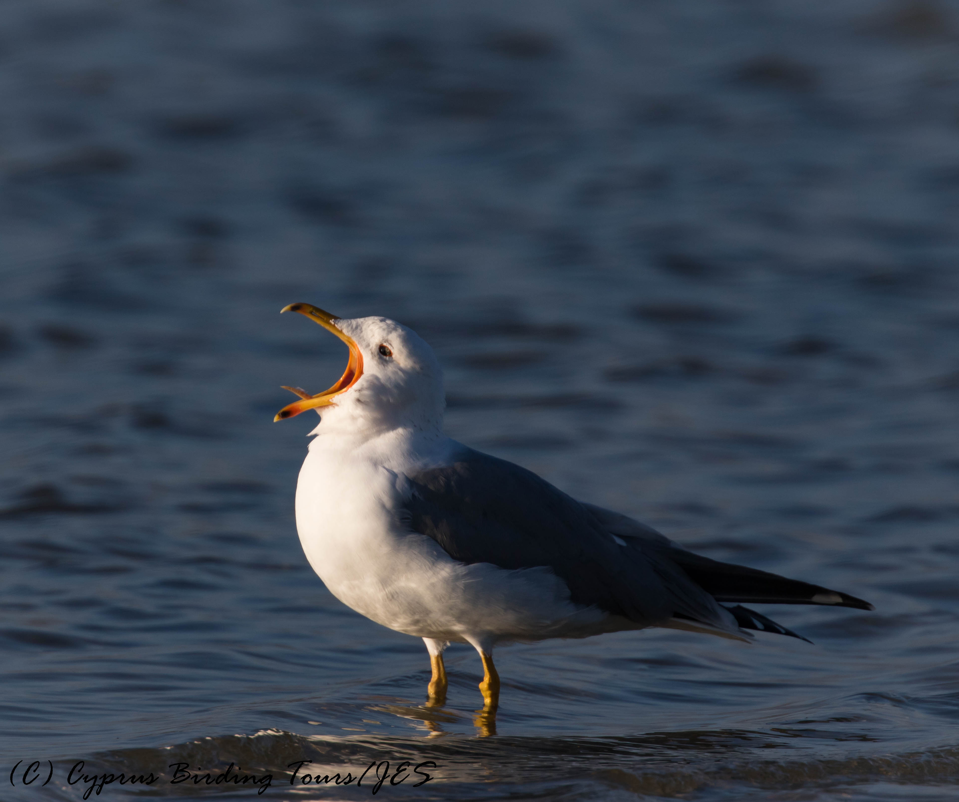 Armenian Gull, Lady's Mile 13th January 2017 (c) Cyprus Birding Tours