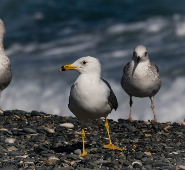 Armenian Gull, Lady's Mile 25th January 2017 (c) Cyprus Birding Tours