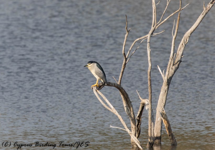 Athalassa Dam, Nicosia this morning 6th January 2017 (c) Cyprus Birding Tours